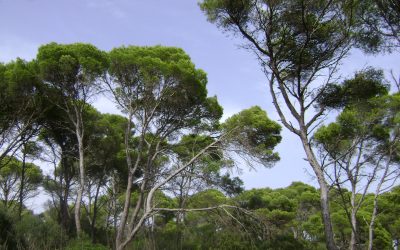 La strate arborescente