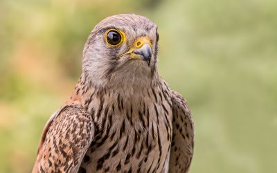 Le faucon crécerelle