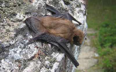 La pipistrelle de Kuhl