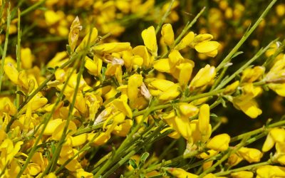 La strate arbustive et buissonnante